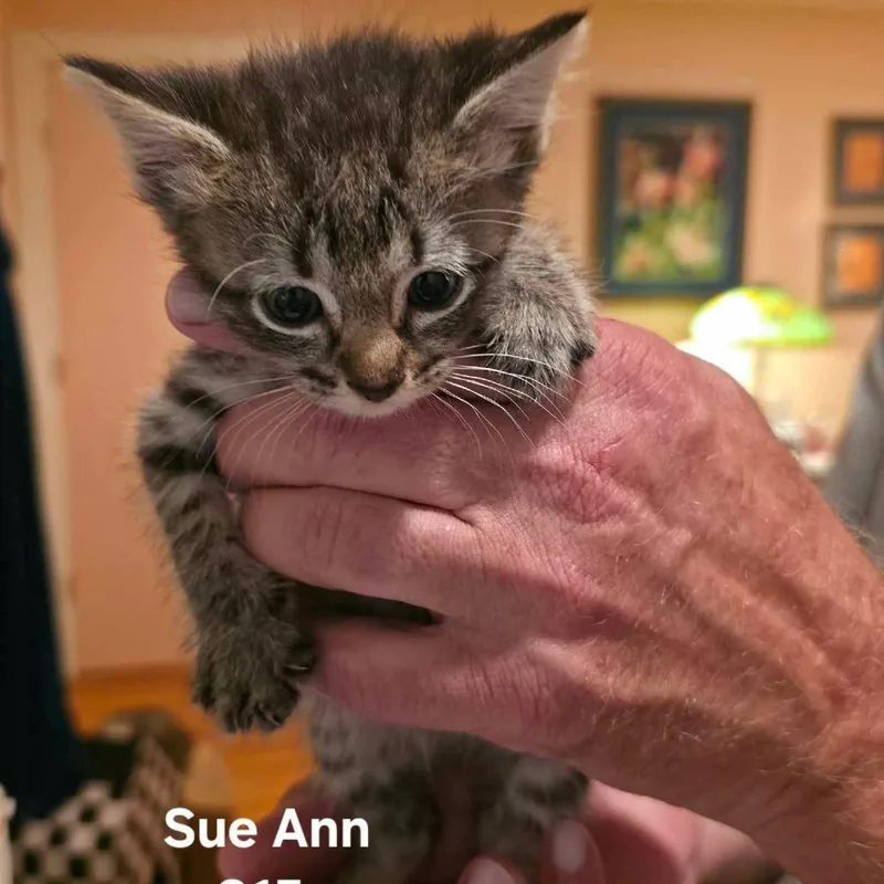 Sue Ann thumbnail 2