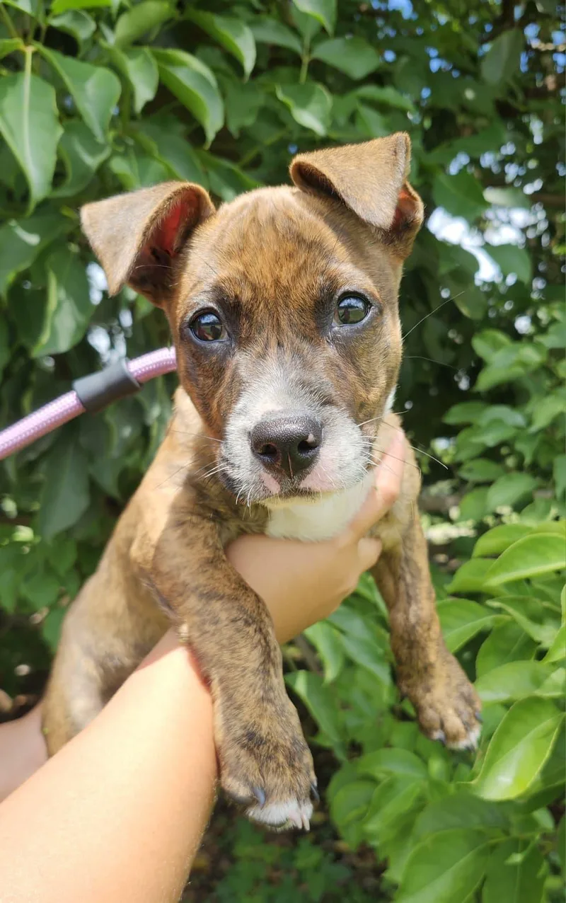 A baby medium-sized male Brindle Mixed Breed dog named Hulk for adoption in Sunrise, FL