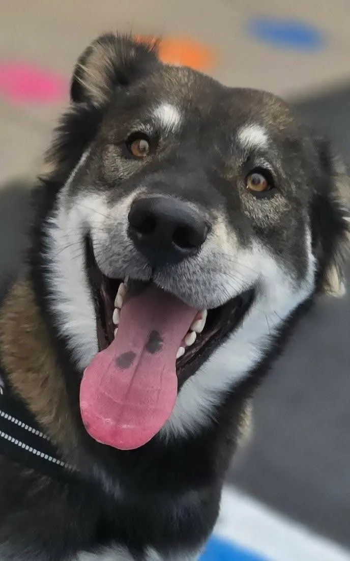 A young medium-sized male German Shepherd Dog dog named Isak Heartstone for adoption in Canon City, CO