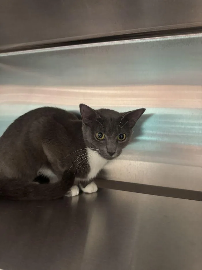 An adult small-sized female Gray & White Domestic Short Hair cat named Nickle for adoption in Hilton Head Island, SC