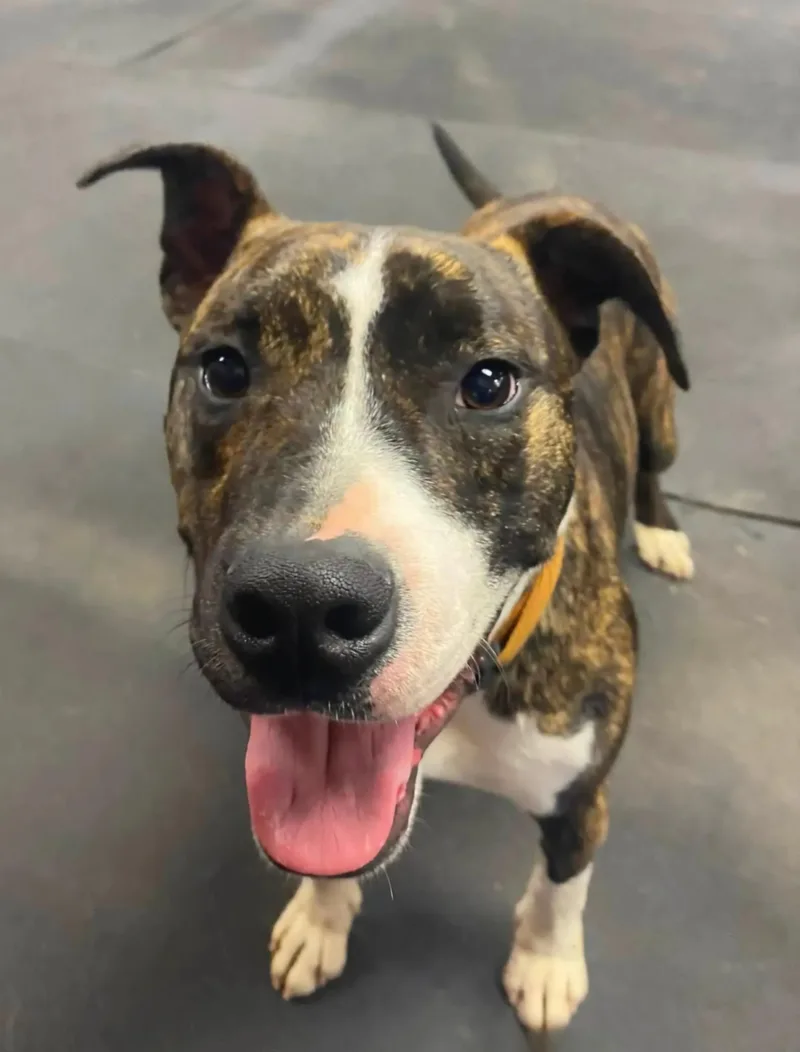 An adult medium-sized male Brindle Pit Bull Terrier dog named Toby for adoption in Moore, OK