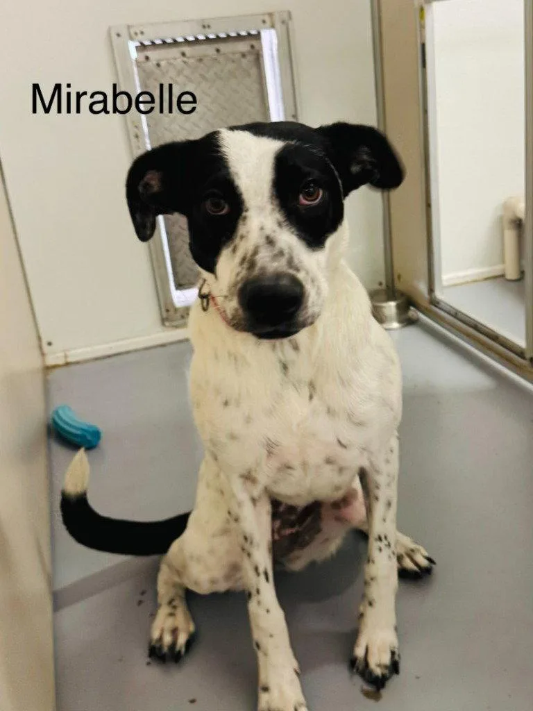 A young medium-sized female Shepherd dog named Mirabel for adoption in Saint George, UT