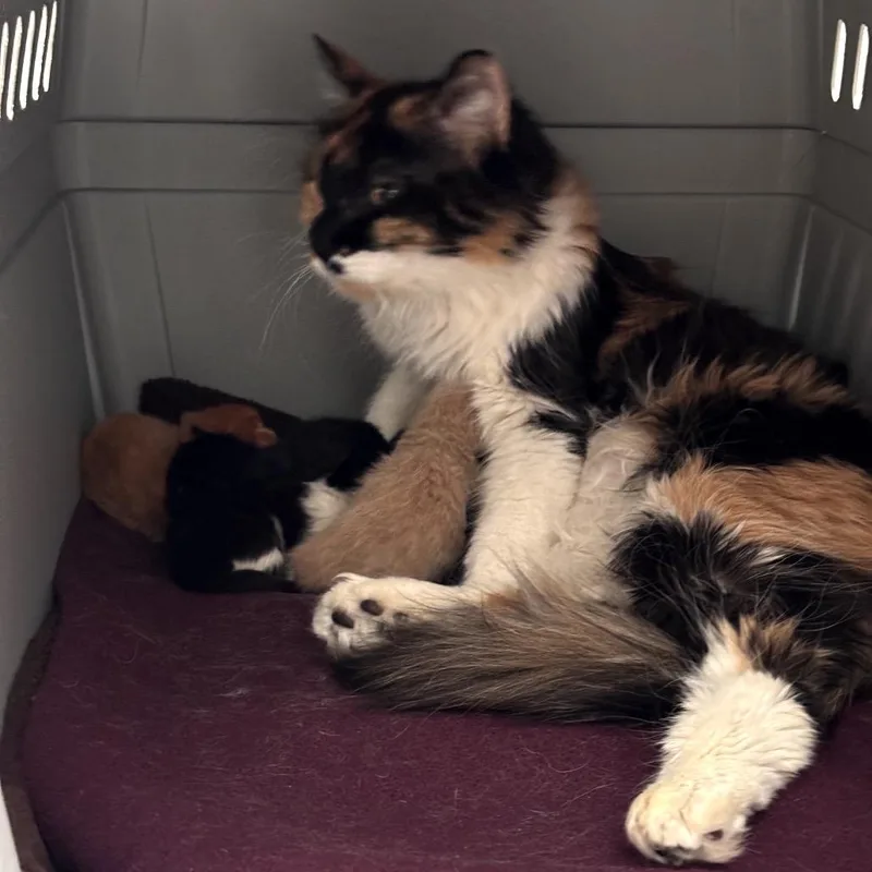 A baby small-sized female Black Domestic Medium Hair cat named Shio for adoption in Las Vegas, NV