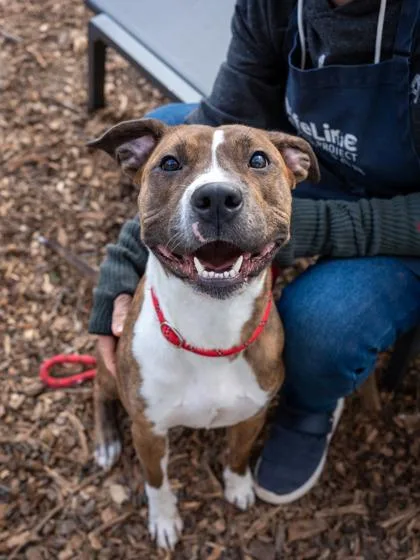 An adult large-sized female Mixed Breed dog named Chartreuse for adoption in Chamblee, GA