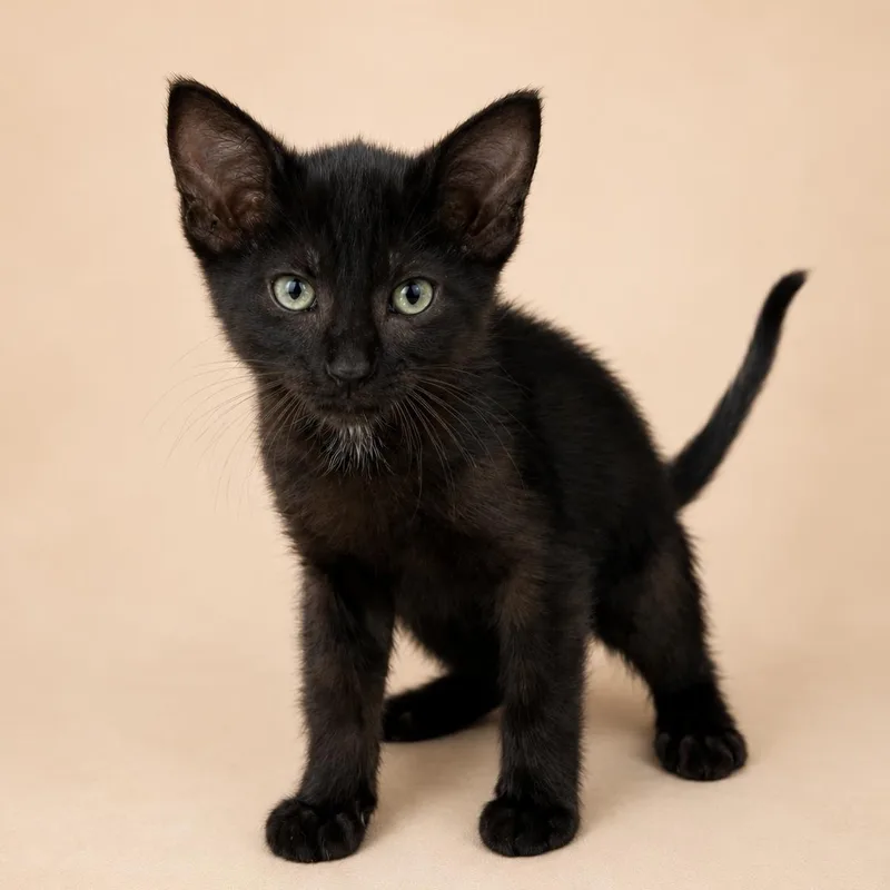 A baby large-sized male Black Domestic Short Hair cat named Fortune for adoption in Heber Springs, AR
