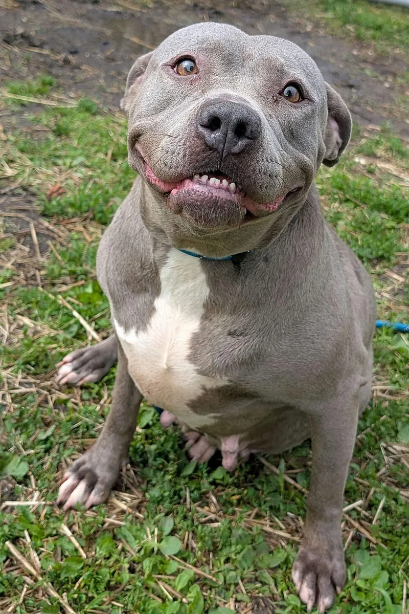 An adult medium-sized female Gray / Blue / Silver Pit Bull Terrier dog named Garlic Knot for adoption in Chicago, IL