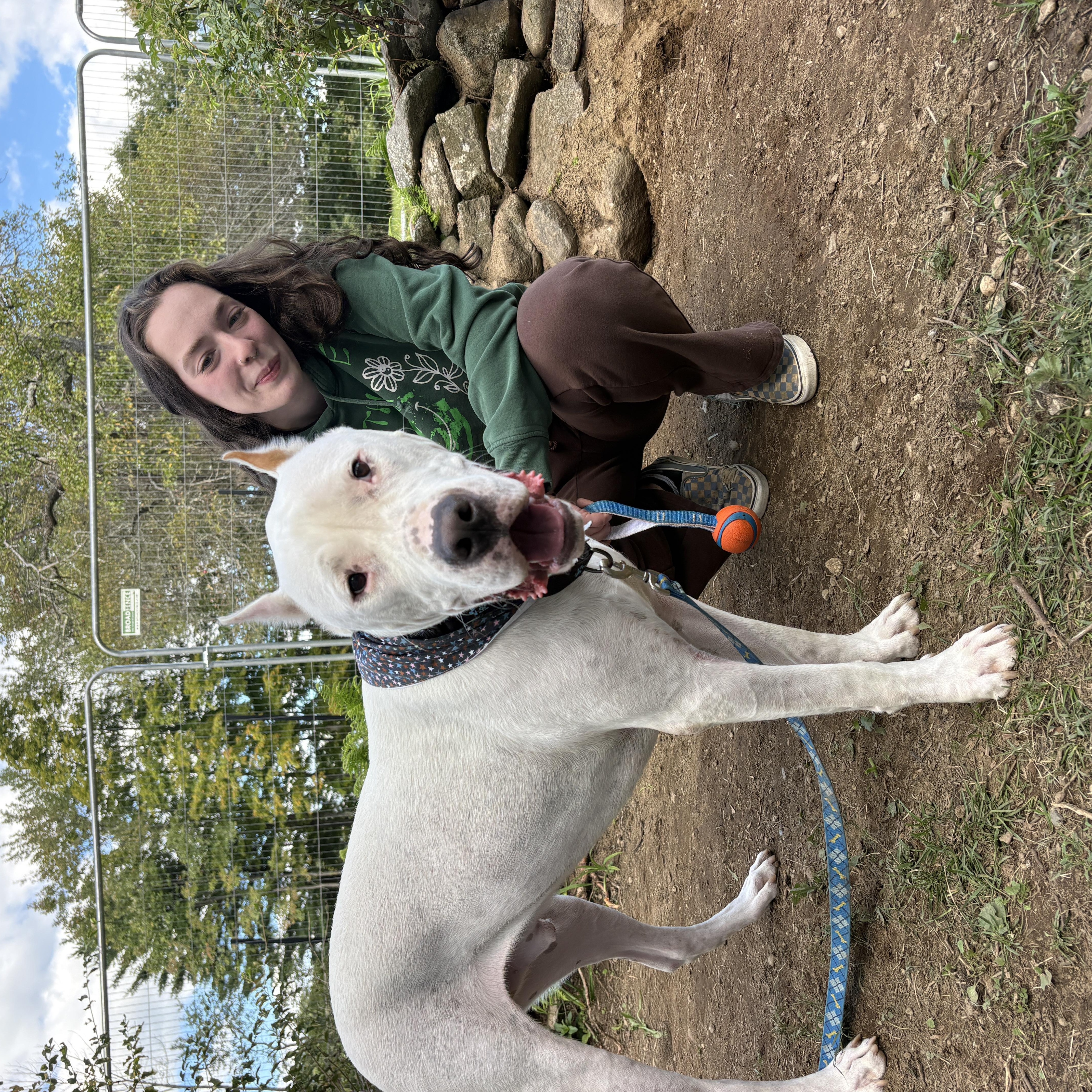 A young extra large-sized male White / Cream Dogo Argentino dog named Anton for adoption in New Boston, NH