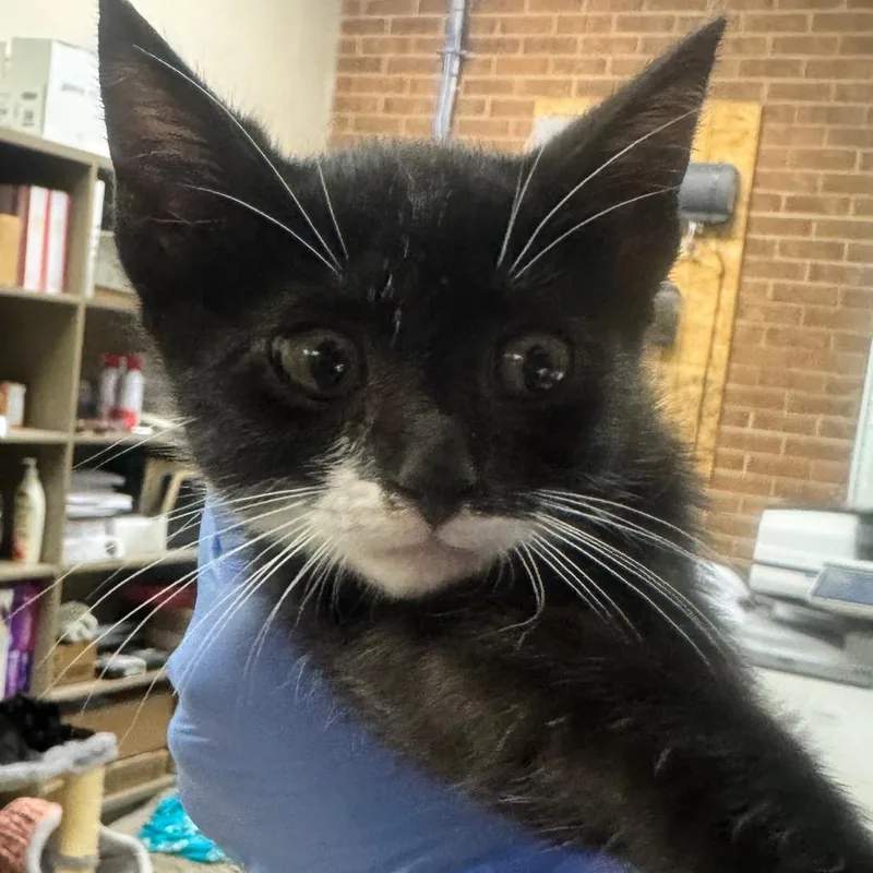 A baby small-sized female Black Domestic Short Hair cat named Yeti for adoption in Birmingham, AL