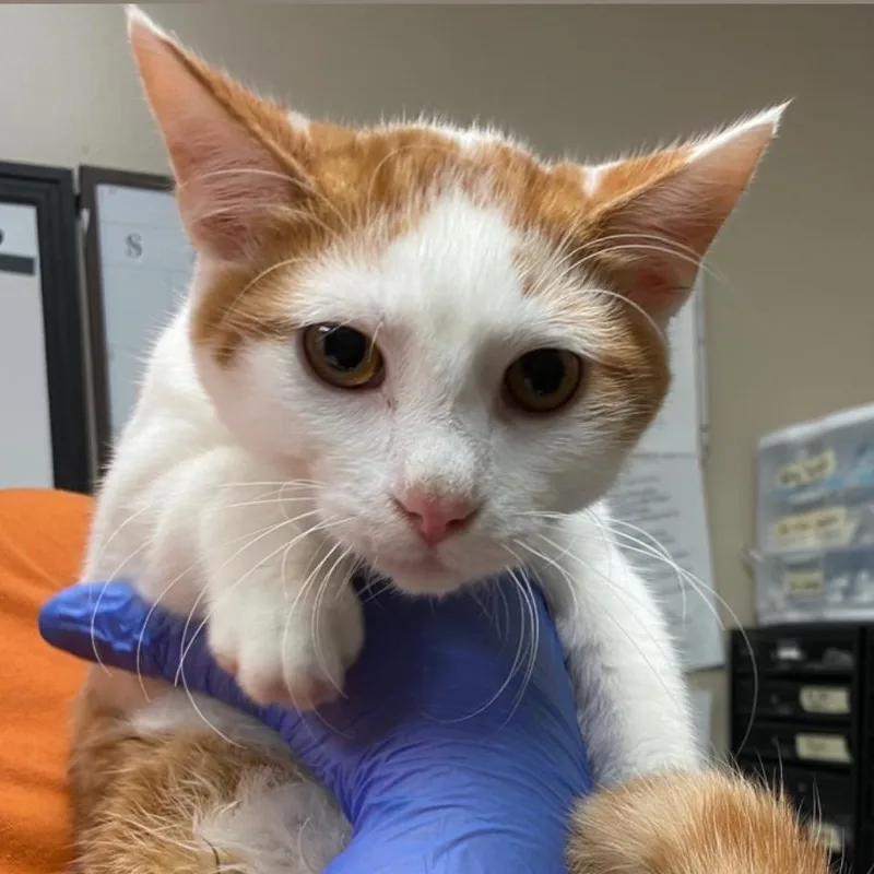 A young medium-sized male Orange / Red Domestic Short Hair cat named Colby Jack for adoption in Norfolk, NE