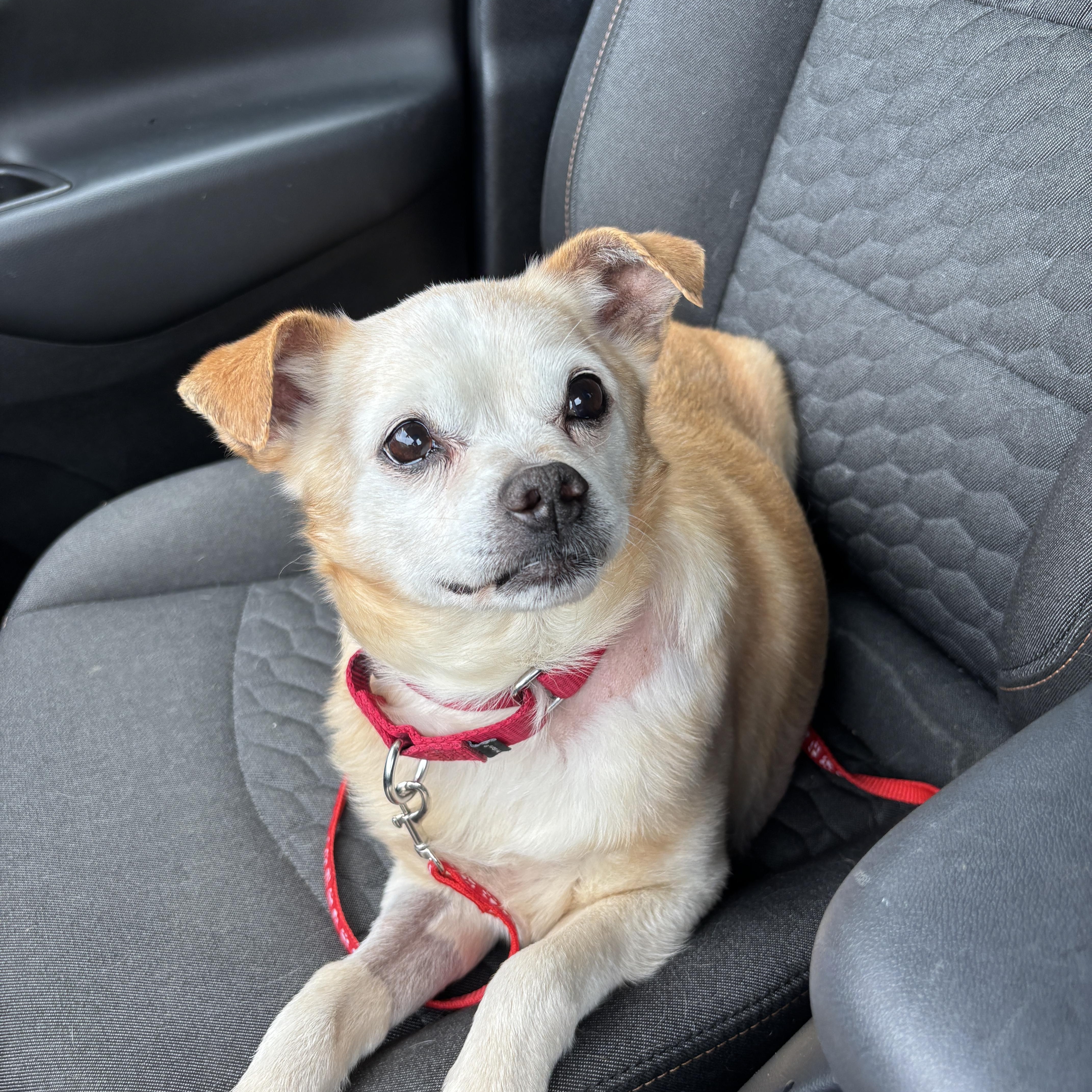 A senior small-sized male Yellow / Tan / Blond / Fawn Mixed Breed dog named Doc for adoption in Lexington, KY