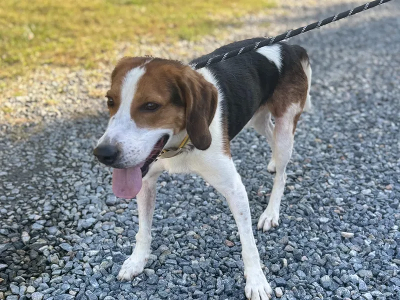 An adult medium-sized male Hound dog named Bj for adoption in Gloucester, VA