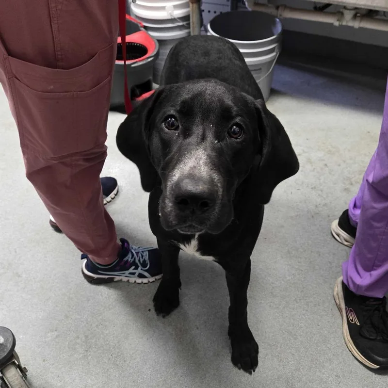 A young large-sized male Black Labrador Retriever dog named Ace for adoption in Spruce Pine, NC