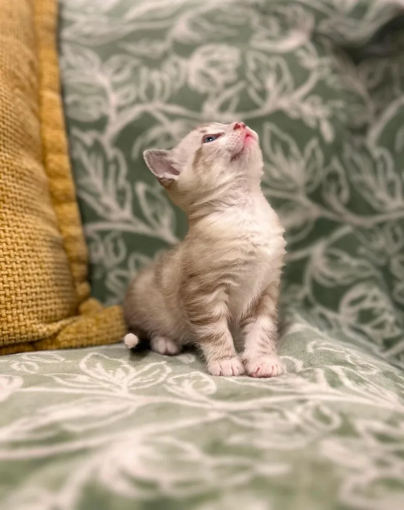 Atti.