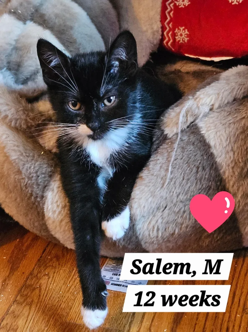 A baby medium-sized male Domestic Short Hair cat named Sable and Salem for adoption in Succasunna, NJ