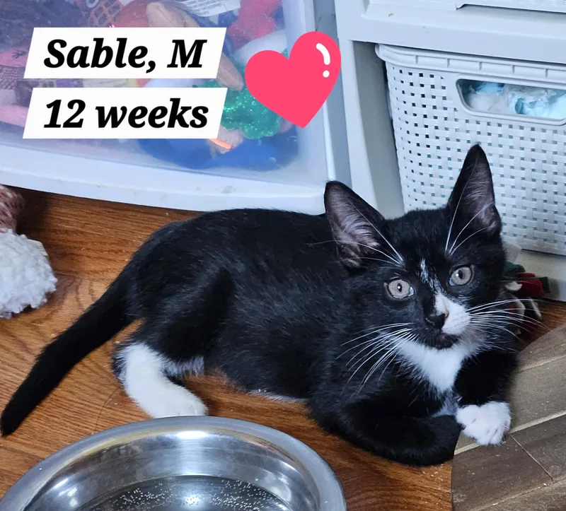 Sable and Salem thumbnail 2