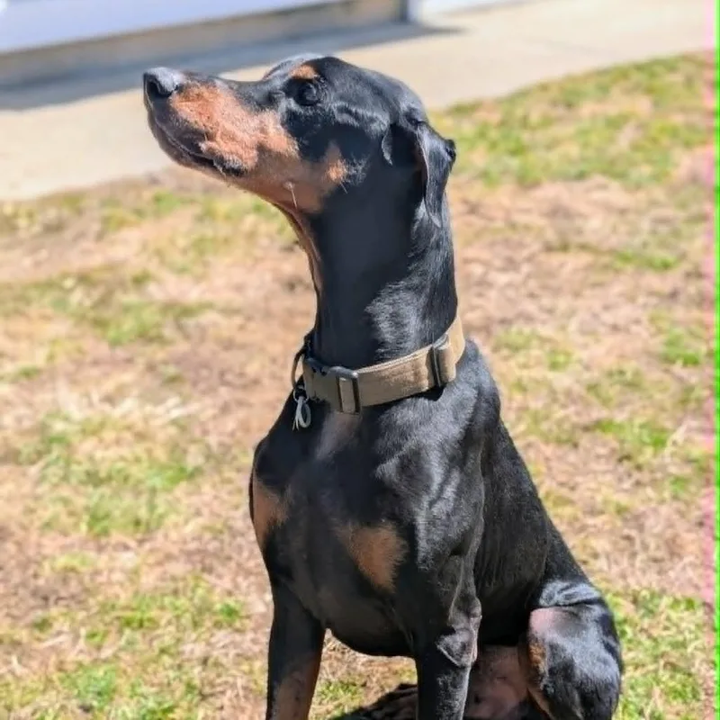 A senior large-sized male Black Doberman Pinscher dog named Gibby  I'm A for adoption in Sandown, NH