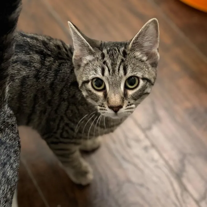 A baby small-sized female Brown / Chocolate Domestic Short Hair cat named Gia for adoption in Mount Laurel, NJ