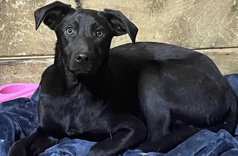 A young medium-sized male Shepherd dog named Japan for adoption in Portland, ME