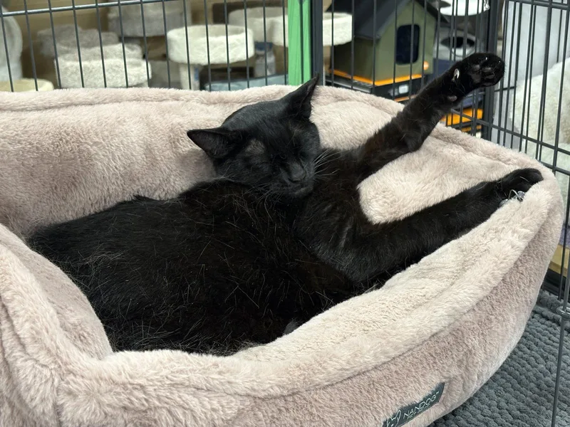 An adult large-sized male Black Domestic Short Hair cat named Dino for adoption in Georgetown, KY