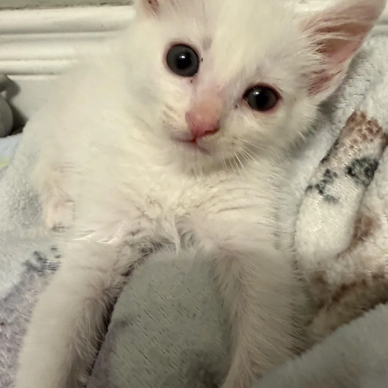 A baby small-sized female White Domestic Short Hair cat named Aspen for adoption in Laguna Beach, CA