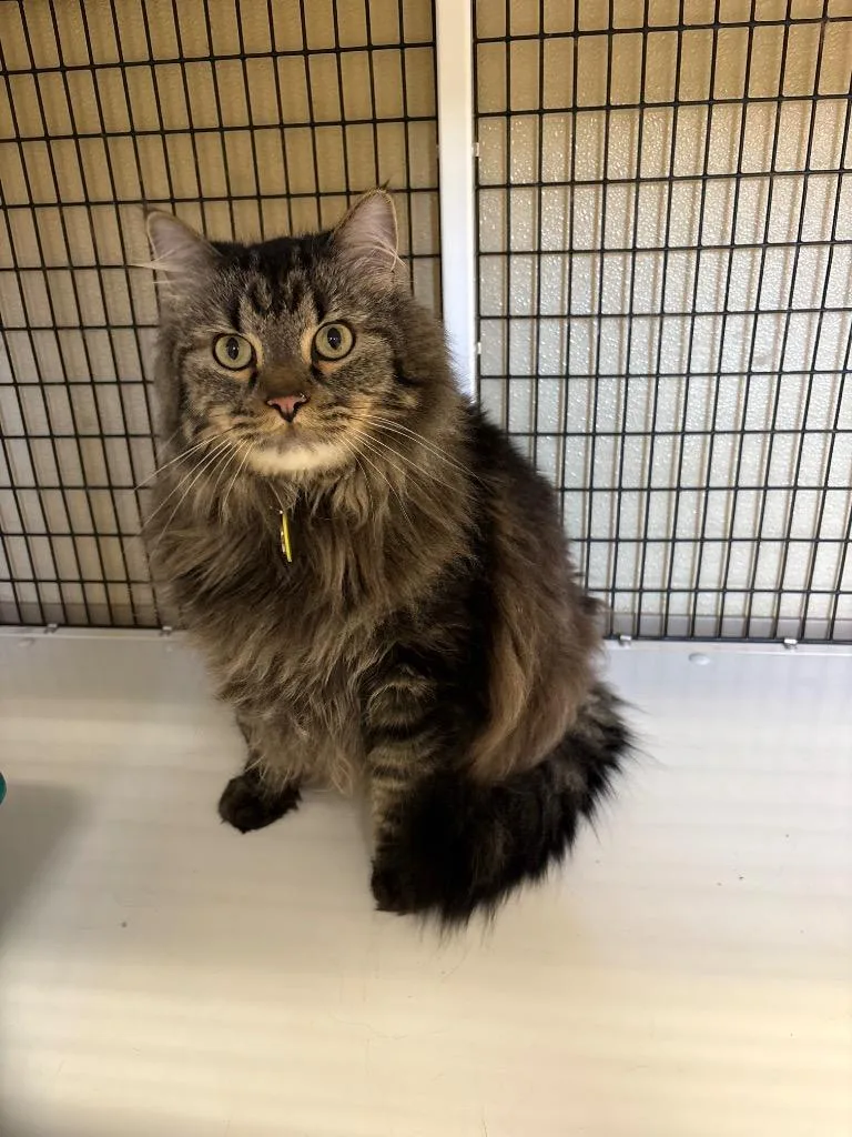 An adult large-sized male Domestic Medium Hair cat named Brewer for adoption in Green River, WY