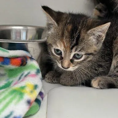 A baby small-sized female Torbie Domestic Medium Hair cat named Jasmine for adoption in Jeffersonville, IN