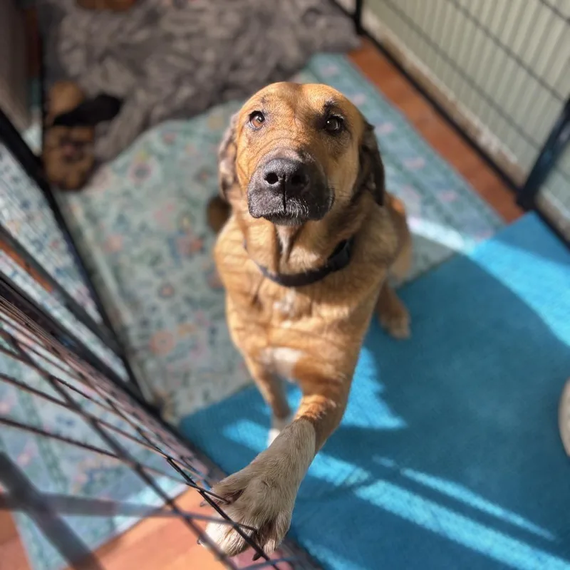 An adult small-sized female Yellow / Tan / Blond / Fawn Shepherd dog named Lorelai for adoption in Springboro, OH