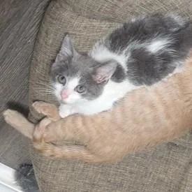 A baby small-sized female White Domestic Short Hair cat named Crumble for adoption in Atlanta, GA