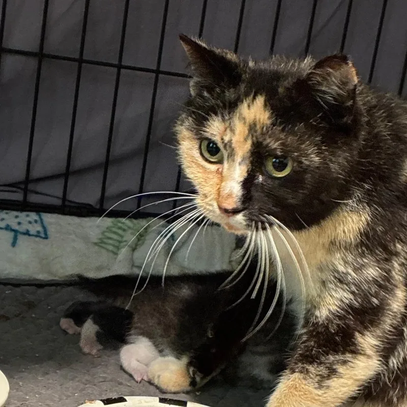 An adult medium-sized female Domestic Short Hair cat named Betty for adoption in Durham, NC