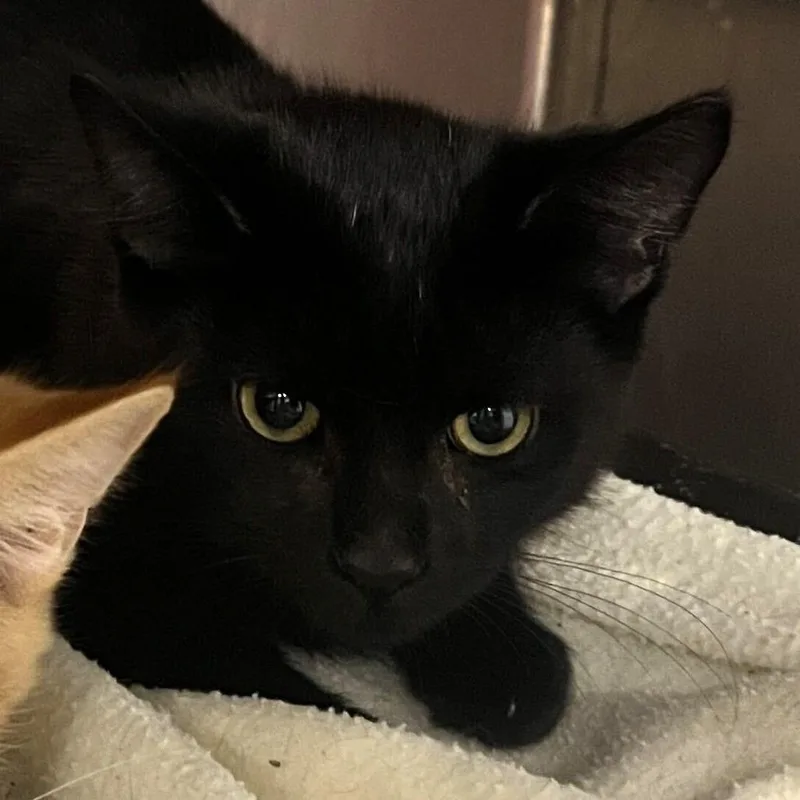 A baby small-sized male Black Domestic Short Hair cat named Jack Skellington for adoption in Owosso, MI