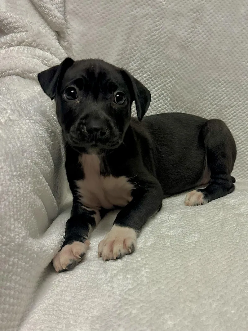 A baby medium-sized female Terrier dog named Stormy for adoption in Walker, LA