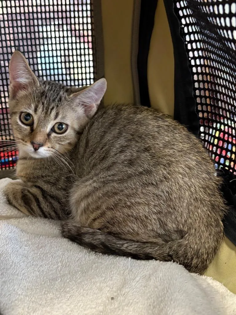 A baby medium-sized male Domestic Short Hair cat named Beans for adoption in Hartford City, IN