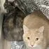 An adult medium-sized female Domestic Short Hair cat named Nightmare & Sugar Cookie for adoption in Iowa City, IA