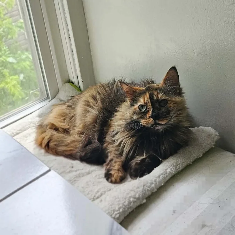 A senior medium-sized female Tortoiseshell Domestic Medium Hair cat named Chianti for adoption in Kent, OH