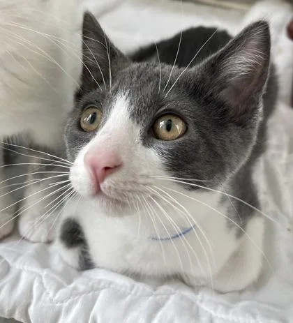 A baby small-sized male Domestic Short Hair cat named Vega for adoption in Westland, MI