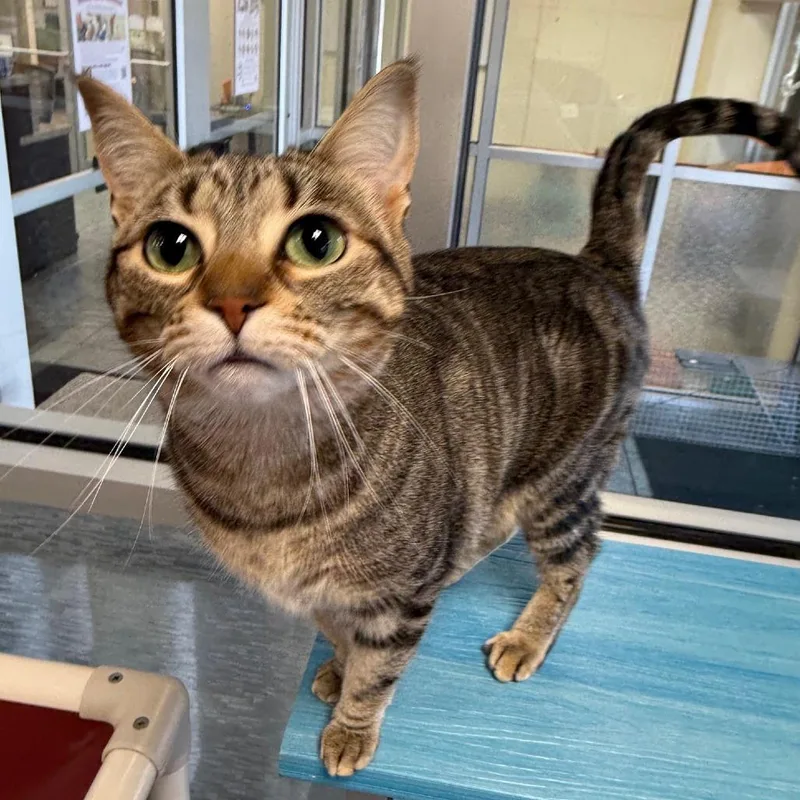 A young medium-sized female Tabby (Brown / Chocolate) Domestic Short Hair cat named Abby  Looking For for adoption in Oshkosh, WI
