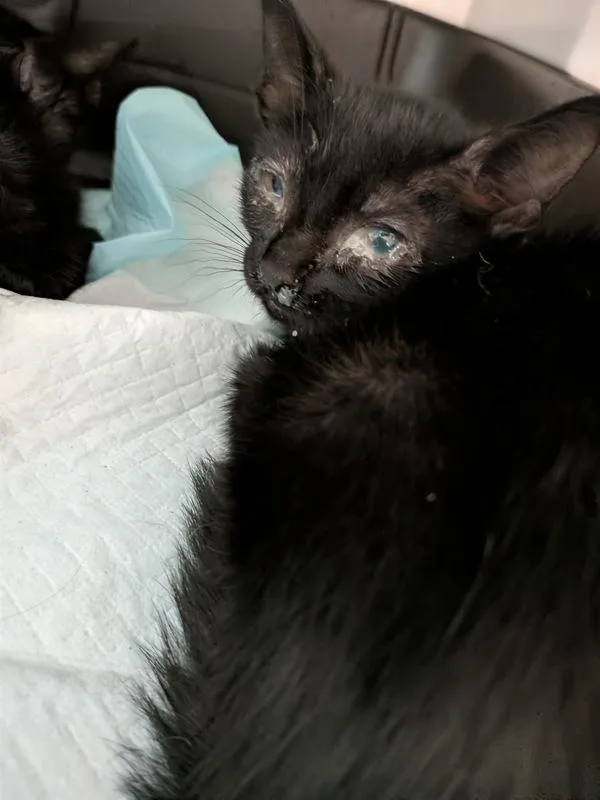 A baby small-sized female Domestic Short Hair cat named Nightlife for adoption in San Diego, CA