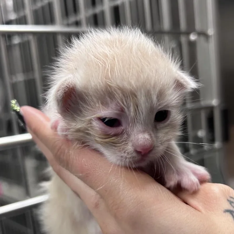 A baby small-sized male Orange / Red Domestic Short Hair cat named Deputy for adoption in Edinburg, TX
