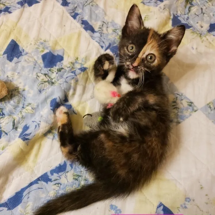 A baby small-sized female Black Domestic Short Hair cat named Cinnamon for adoption in Carmel, IN