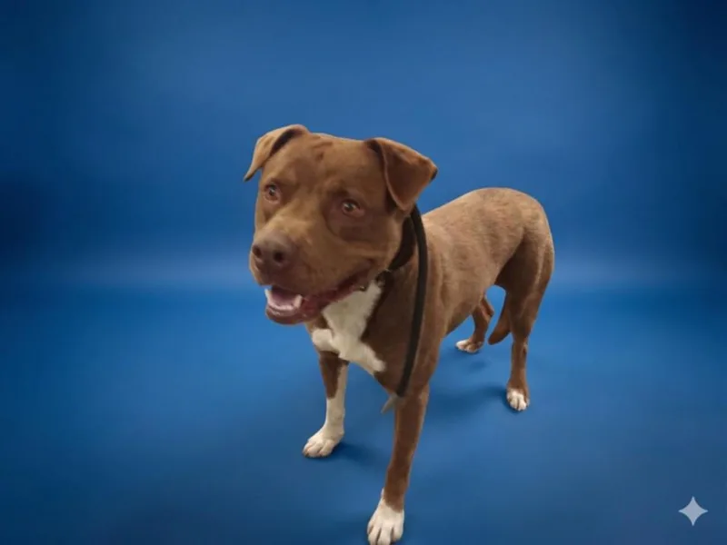 An adult medium-sized male Pit Bull Terrier dog named Karas for adoption in Los Angeles, CA