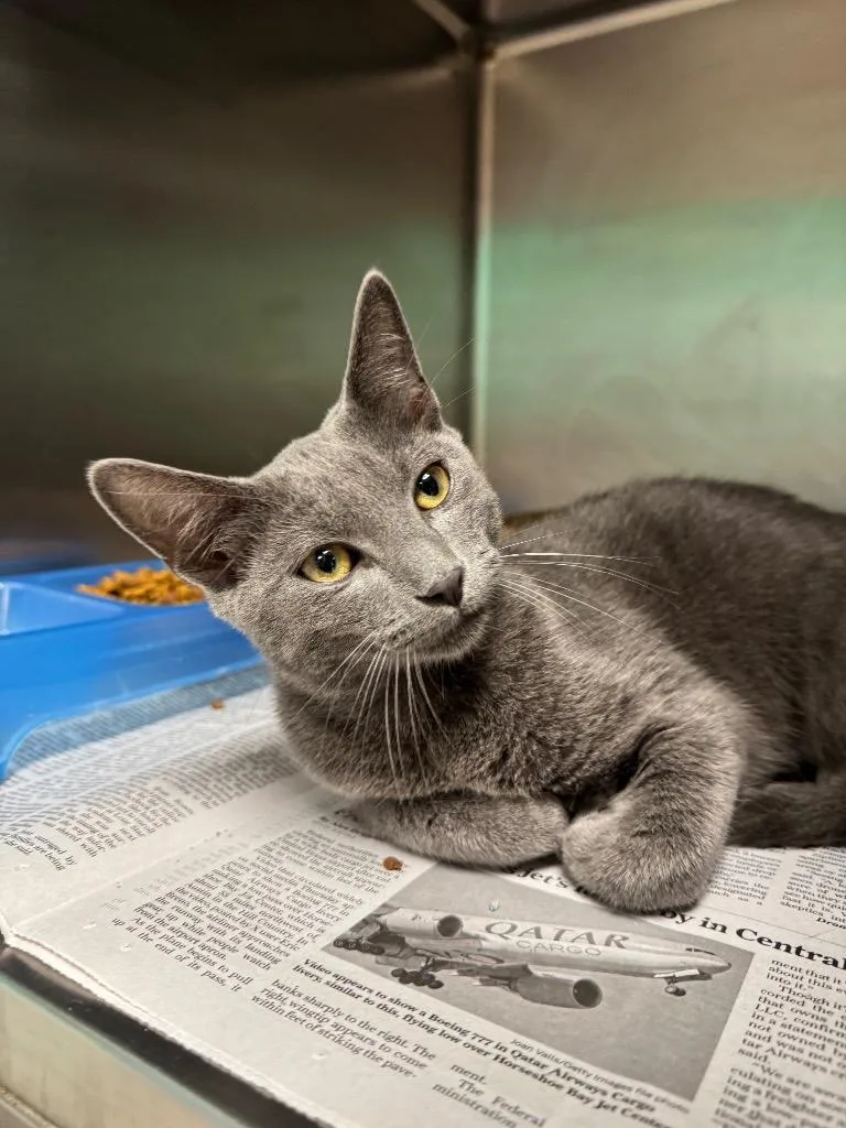 A young medium-sized male Domestic Short Hair cat named Zeus for adoption in Belton, TX