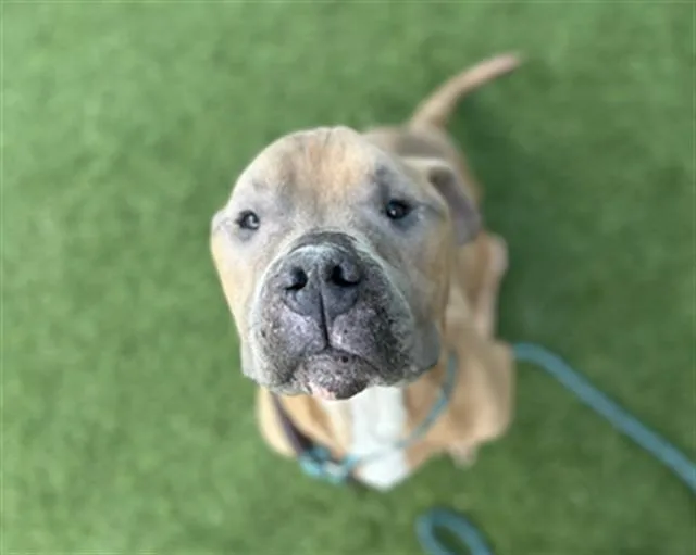 A young medium-sized male Mixed Breed dog named Hazelnut for adoption in Dallas, TX