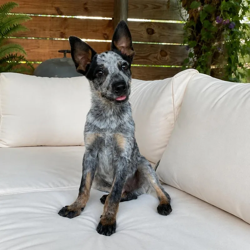 Scout