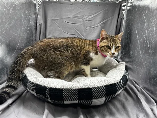 An adult medium-sized female Domestic Short Hair cat named Siff for adoption in Appling, GA
