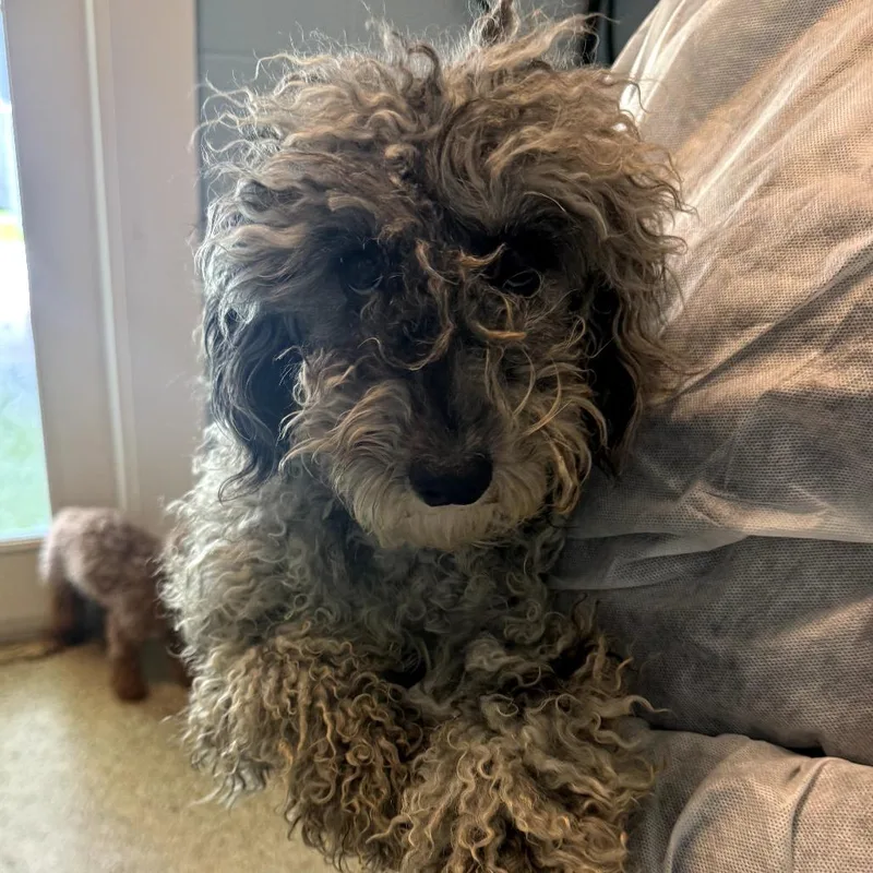 An adult small-sized female Black Mixed Breed dog named Derrika for adoption in LOXAHATCHEE, FL