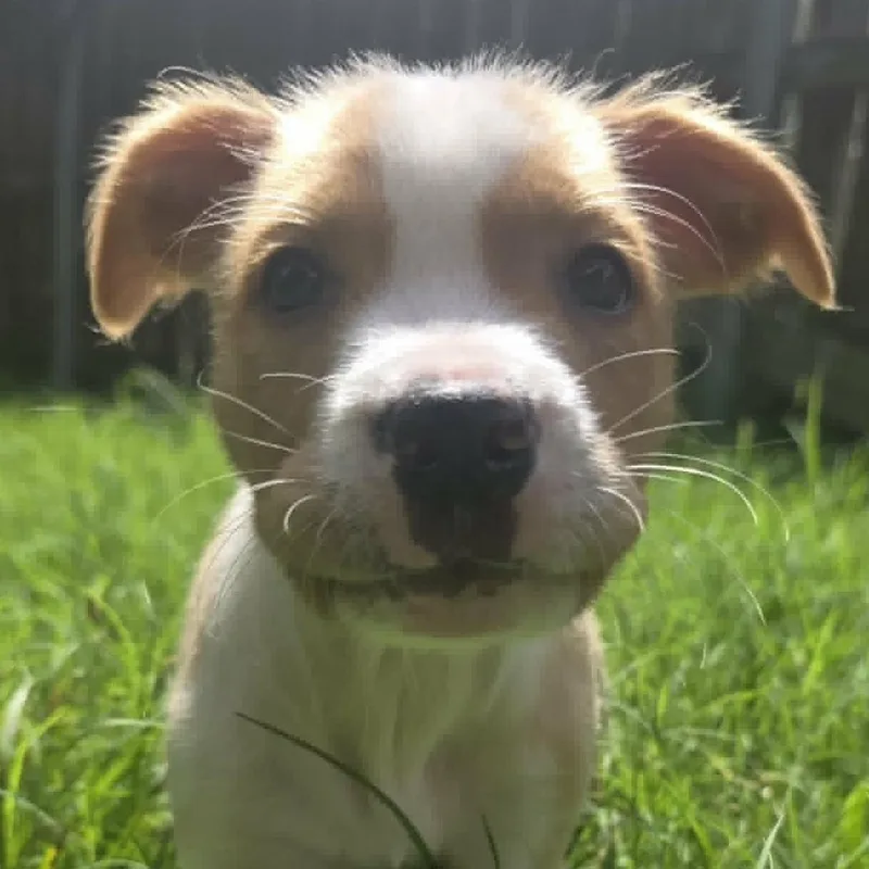 Kona