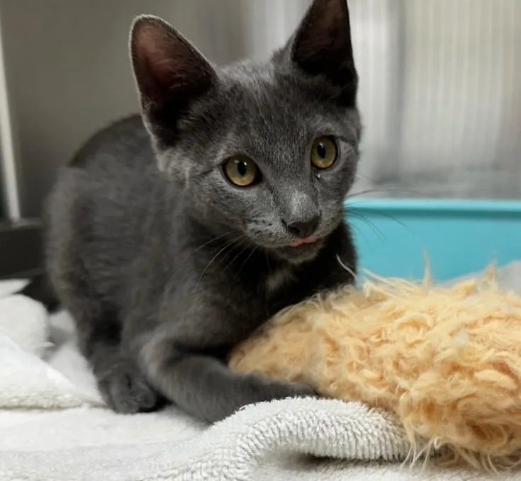 A baby medium-sized male Domestic Short Hair cat named Gator for adoption in Jonesboro, AR