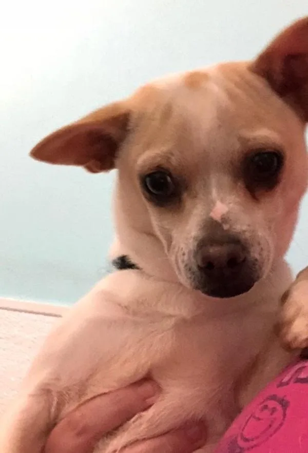 An adult small-sized male Chihuahua dog named Chewy for adoption in Dallas, GA