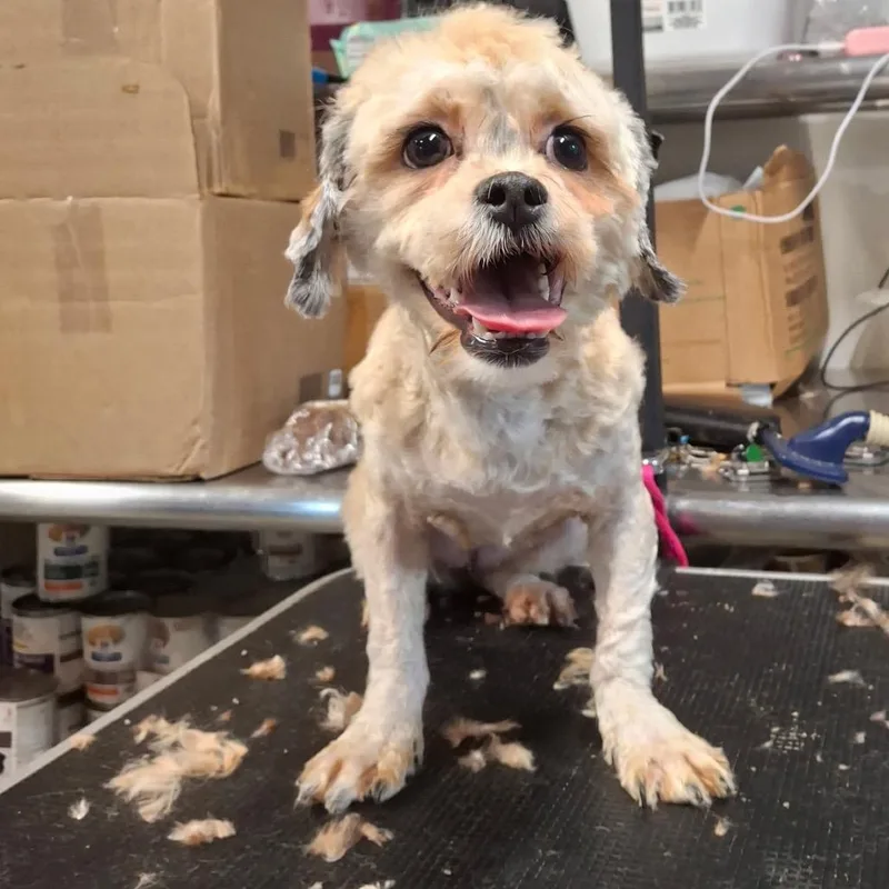 An adult small-sized female Shih Tzu dog named Daisygirl for adoption in West Chester, PA