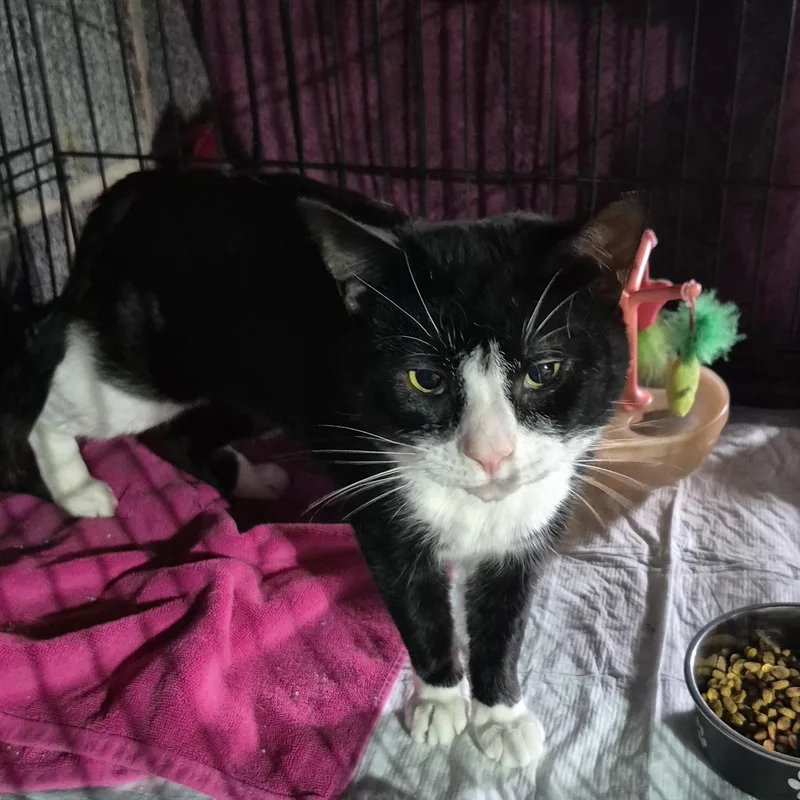 An adult medium-sized male Black & White / Tuxedo Tuxedo cat named Baby Boy for adoption in Raritan, NJ
